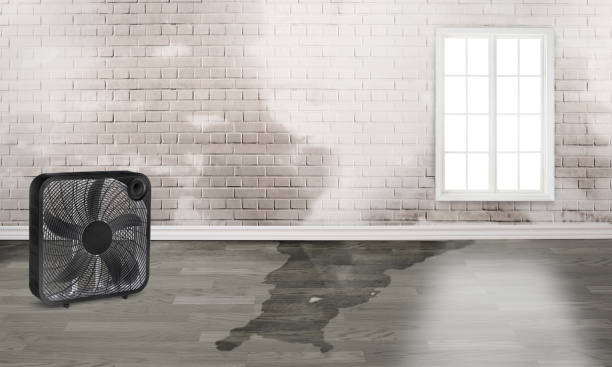 Best Ceiling water damage repair  in Ellitt, CO